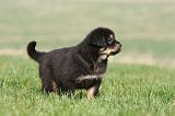 DOGUE DU TIBET 273